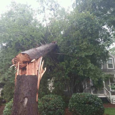 Fallen Tree in South Carolina | BOSS Disaster Restoration
